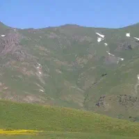 علف آلف