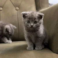 گربه اسکاتیش بلو