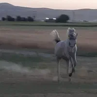 اسب مادیان