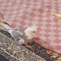 عروس هلندی گمشده