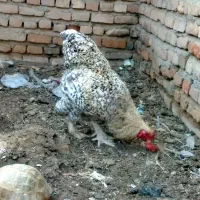 مرغ خروس برهما کوکو
