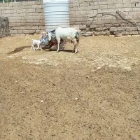 بز با دوکهره
