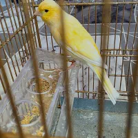 قناری ماده