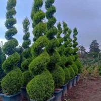 خدمات باغبانی تعویض خاک گلدون باغچه کاری گل کاری
