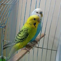 مرغ عشق