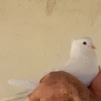 کفتر معاوضه با مرغ