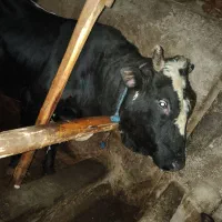 ورزای گاو نر گوشتی.. کشتاری قصابی