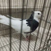 کبوتر کفتر طوقی