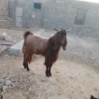 فروش پازن دورگ مست مست درجه یک