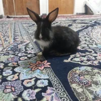 خرگوش|موش و خرگوش|کرمان, |دیوار