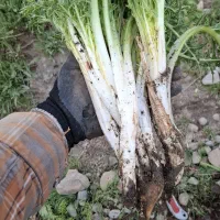 کنگر تازه از کوه رسیده