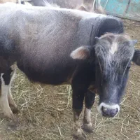 گاو نر