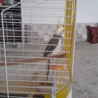 عروس هلندی