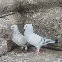 کبوترشامی درجه یک