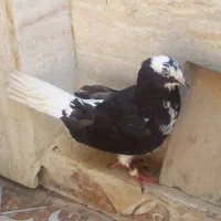 کبوتر تو قدکت