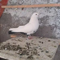 کبوتر کفتر