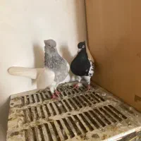 پرنده