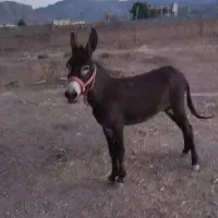 الاغ