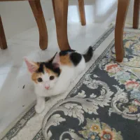 سرپرست برای گربه