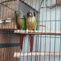 طوطی گریچینگ سبز نرمال جفت