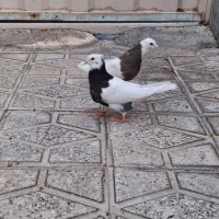 کبوتر طوقی