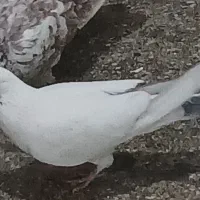 یک کبوتر سفید مهر دمش سبز ماده در بیست متری گمشده