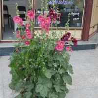 اجاره واحد مسکونی 65 متری رزن