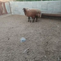 2 راس بره نر پشم کهنه
