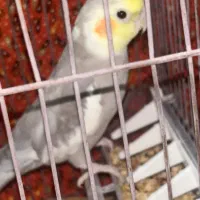 عروس هلندی نر