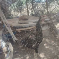 مرغ لاری کرک شو