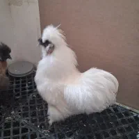 مرغ و خروس ابریشمی
