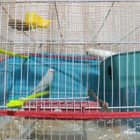 جفت مرغ عشق