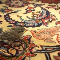 قالیشویی اقدسیه کاشانک کامرانیه فرمانیه اندرزگو