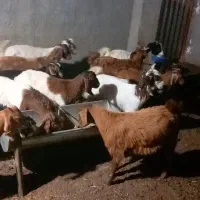 بزغاله نرو ماده چاق مخصوص کشتار