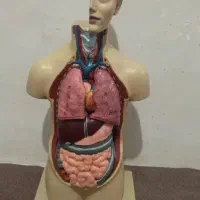 آناتومی آموزشی بدن انسان