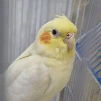 عروس هلندی