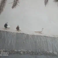 کبوتر قیمت مناسب
