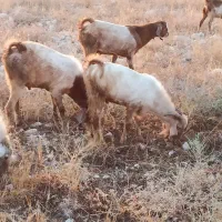 کهره نر چاق چاق