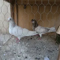 جوجه کبوتر هما ۲ ماهه