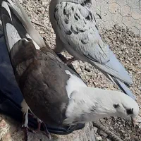 کبوتر|پرنده|سیرجان, |دیوار