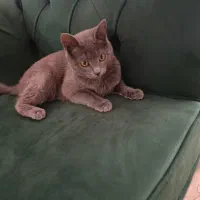 ....|گربه|تربت‌حیدریه, حیدرآباد|دیوار