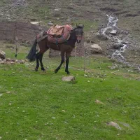 اسب ..سواری .باری