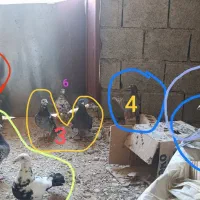 پرنده