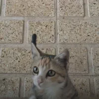 واگذاری بچه گربه