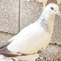 جوجه پلاکی