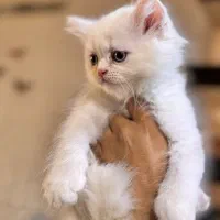 گربه پرشین