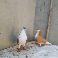 ساده زرد سرخ با جوجه