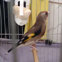 سهره ماده تاتی بده مست
