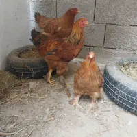 ۲تا مرغ یک خروس برهما