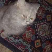 توله گربه